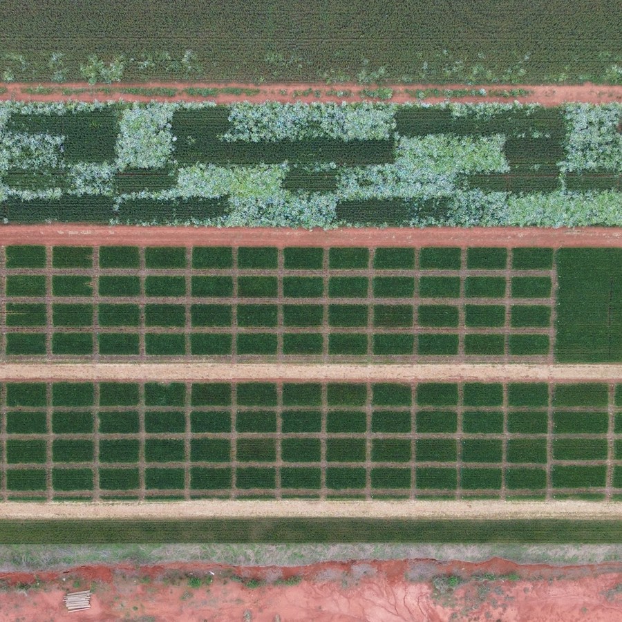 Vista aérea da malha de parcelas experimentais da BW