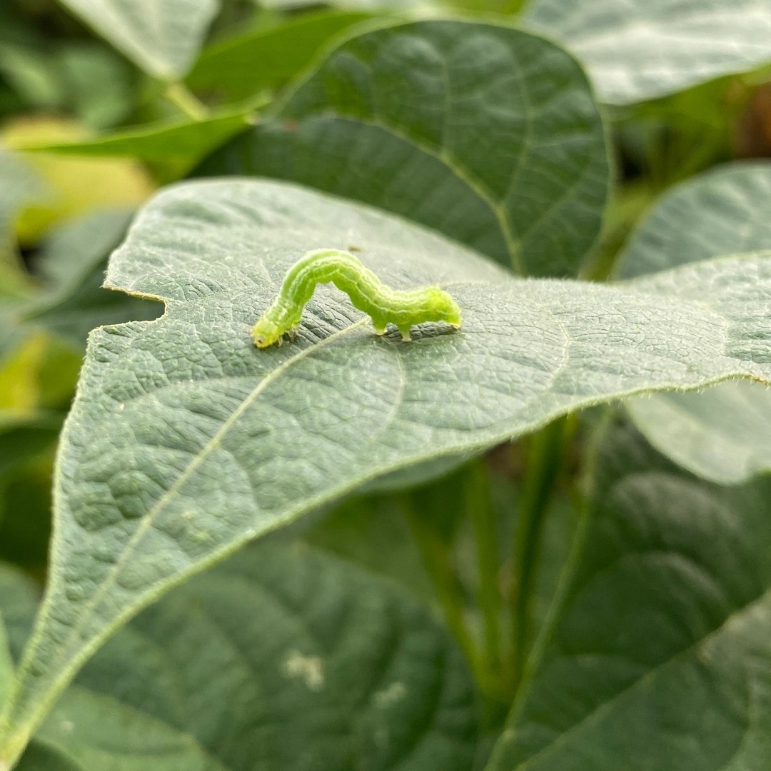 Monitoramento de pragas em ensaio de entomologia agrícola